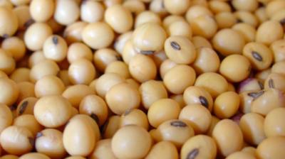 Soybean