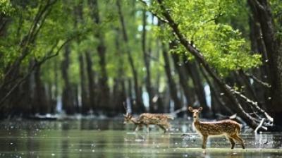 Sunderban 