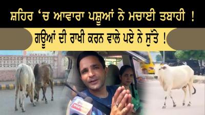 Stray animals should be taken care of