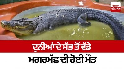 The largest crocodile in the world died
