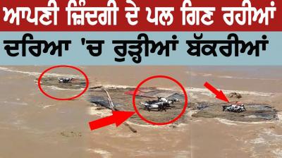 Goats in the river that counted for the moments of their lives