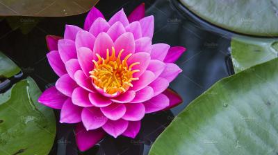 Lotus flower