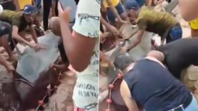 Shark Attack in Egypt: Locals Catch Tiger Shark 