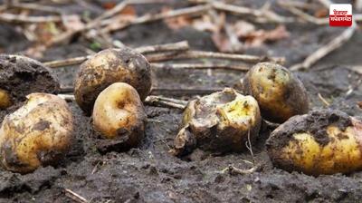 The risk of blight on potatoes increased With the rain Farming News