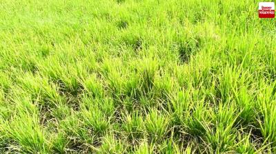 A farmer from village Rajomajra cultivated three acres of crops