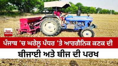 Organic wheat sowing and seed testing at household level 