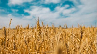 All records will be broken by Punjab in wheat yield