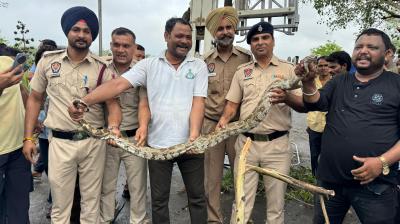 Chandigarh latest news python sukhna lake News 