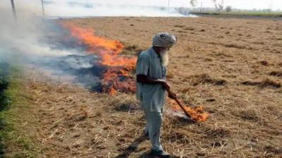 Burning Paddy
