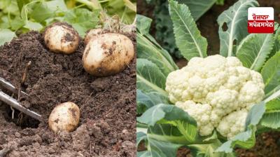 Diseases will not affect cabbage and potatoes if farmers pay attention to these things