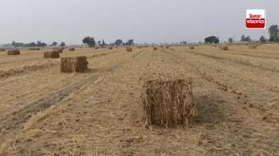 How to maintain stubble
