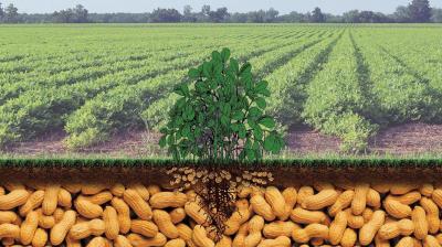 Peanut Farming