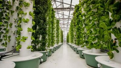 Vertical farming 