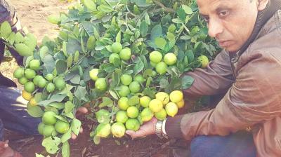 Lemon Farming