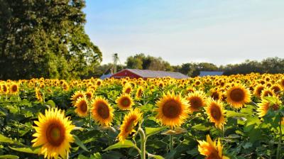 Sunflower crop