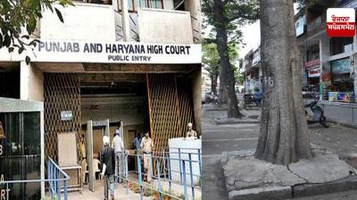 Concrete enclosures around trees in Mohali