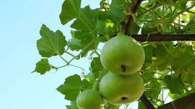 Eating tinda has exceptional benefits, many diseases are removed