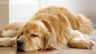 Loved pet dog so much that the owner committed suicide 