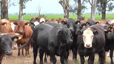 Animal Programs for Promotion of Farmers