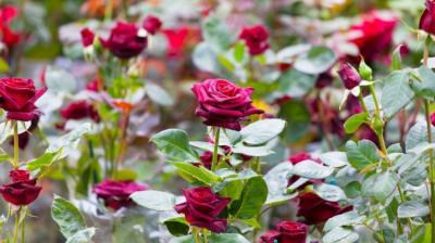 Immunity is strengthened by consuming rose flower