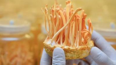 Cordyceps Sinensis