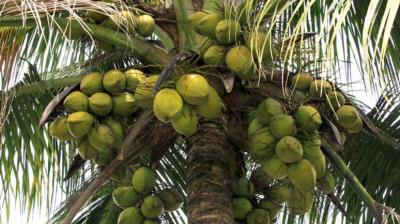 Coconut cultivation can be done in almost all types of land Farming News