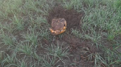 BSF recovered heroin near border village of Amritsar