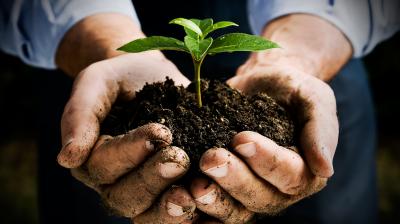  Plants planted in the court complex to protect the environment