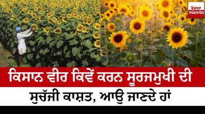 How farmers can cultivate sunflower properly Farming News