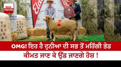 OMG! This is the most expensive sheep in the world