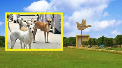 Chandigarh stray animal accident compensation committee