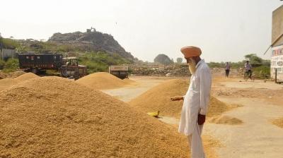 Punjab Paddy Mandi News in punjabi