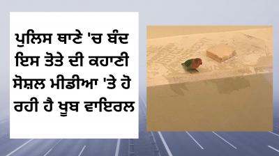 Picture of dutch jailbird sparks