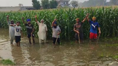 Barnala Rajbaha breaking farmers News in punjabi 