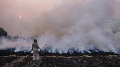 Punjab records highest Stubble-burning cases this season