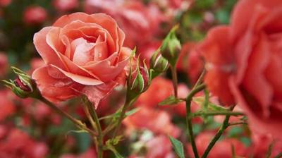 Rose Festival Chandigarh