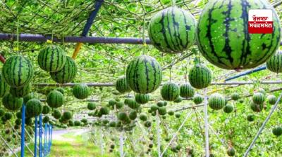 Watermelon Cultivation