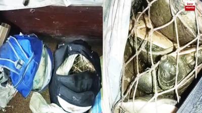 22 live turtles found in Amritsar-Howrah Express bihar News in punjabi 