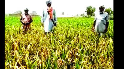  ਸੜੀਆਂ ਫਸਲਾਂ ਬਾਰੇ ਜਾਣਕਾਰੀ ਦਿੰਦੇ ਹੋਏ ਕਿਸਾਨ। ਸੰਜੂ 