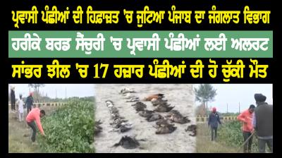 Punjab's forest department set up to protect migratory birds