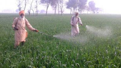 Care of Growing Wheat