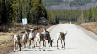 Viral pic of lions nap on road during south african lockdown