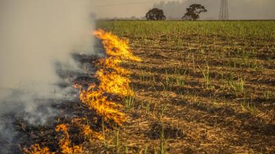 Stubble burning