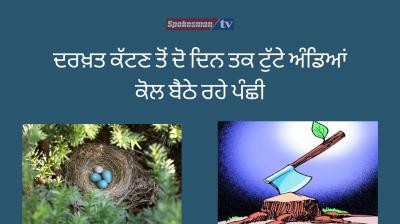 Two days after the tree was cut in kerala birds were sitting near the broken eggs 