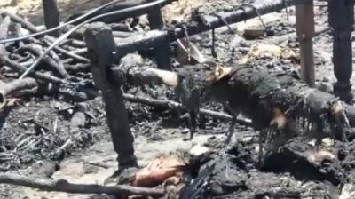 Residences of slum dwellers catch fire in Himachal