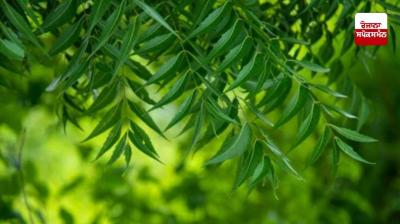 Neem is very useful for agriculture, this is how to use it in the fields