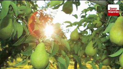 Cultivate pears properly Farming News