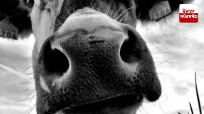 The bull was tied to a tractor and dragged In Panipat News 