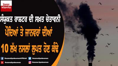 One million species at risk of extinction, UN report warns