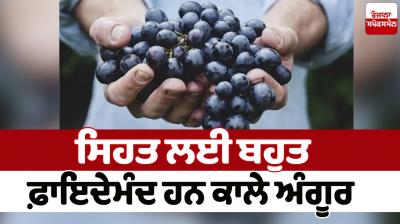 Black grapes are very beneficial for Health News